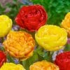 12/Plus Cm, Caribbean Mix Double Late Tulip Flower Bulbs (Bag Of 50) 1 12/Plus Cm, Caribbean Mix Double Late Tulip Flower Bulbs (Bag Of 50) -J Parkers Garden Store garden state bulb flower bulbs ecf 80 50 02 64 1000