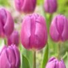 12/+ Cm, Purple Flag Triumph Tulip Flower Bulbs (Bag Of 100) -J Parkers Garden Store garden state bulb flower bulbs ecf 81 100 04 64 1000