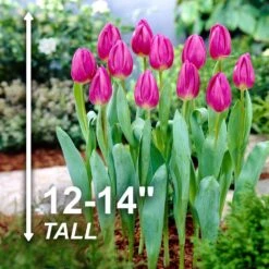 12/ Cm, Purple Flag Triumph Tulip Flower Bulbs (Bag Of 25) -J Parkers Garden Store garden state bulb flower bulbs ecf 81 25 01 4f 1000