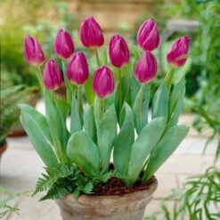 12/+ Cm, Purple Flag Triumph Tulip Flower Bulbs (Bag Of 250) -J Parkers Garden Store garden state bulb flower bulbs ecf 81 250 10 31 1000