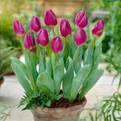 12/Plus Cm, Purple Flag Triumph Tulip Flower Bulbs (Bag Of 50) -J Parkers Garden Store garden state bulb flower bulbs ecf 81 50 02 31 1000