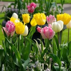 12/Plus Cm, Fringed Mix Tulip Flower Bulbs, Multi-Color (Bag Of 100) -J Parkers Garden Store garden state bulb flower bulbs ecf 82 100 04 31 1000