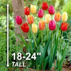 12/Plus Cm, Fringed Mix Tulip Flower Bulbs, Multi-Color (Bag Of 100) -J Parkers Garden Store garden state bulb flower bulbs ecf 82 100 04 4f 1000
