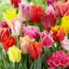 12/Plus Cm, Fringed Mix Tulip Flower Bulbs, Multi-Color (Bag Of 100) -J Parkers Garden Store garden state bulb flower bulbs ecf 82 100 04 64 1000