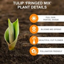 12/Plus Cm, Fringed Mix Tulip Flower Bulbs, Multi-Color (Bag Of 100) -J Parkers Garden Store garden state bulb flower bulbs ecf 82 100 04 c3 1000