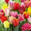 12/Plus Cm, Fringed Mix Tulip Flower Bulbs, Multi-Color (Bag Of 250) -J Parkers Garden Store garden state bulb flower bulbs ecf 82 250 10 64 1000