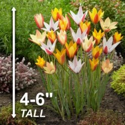 6/7cm, Candy Corn Mix Clusiana Tulip Flower Bulbs (Bag Of 100) -J Parkers Garden Store garden state bulb flower bulbs ecf 83 100 04 4f 1000