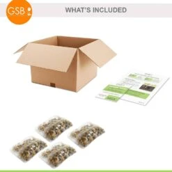 6/7cm, Candy Corn Mix Clusiana Tulip Flower Bulbs (Bag Of 100) -J Parkers Garden Store garden state bulb flower bulbs ecf 83 100 04 76 1000