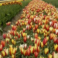 6/7cm, Candy Corn Mix Clusiana Tulip Flower Bulbs (Bag Of 25) -J Parkers Garden Store garden state bulb flower bulbs ecf 83 25 01 31 1000