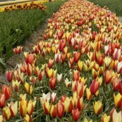 6/7cm, Candy Corn Mix Clusiana Tulip Flower Bulbs (Bag Of 250) -J Parkers Garden Store garden state bulb flower bulbs ecf 83 250 10 31 1000