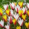 6/7cm, Candy Corn Mix Clusiana Tulip Flower Bulbs (Bag Of 250) -J Parkers Garden Store garden state bulb flower bulbs ecf 83 250 10 64 1000