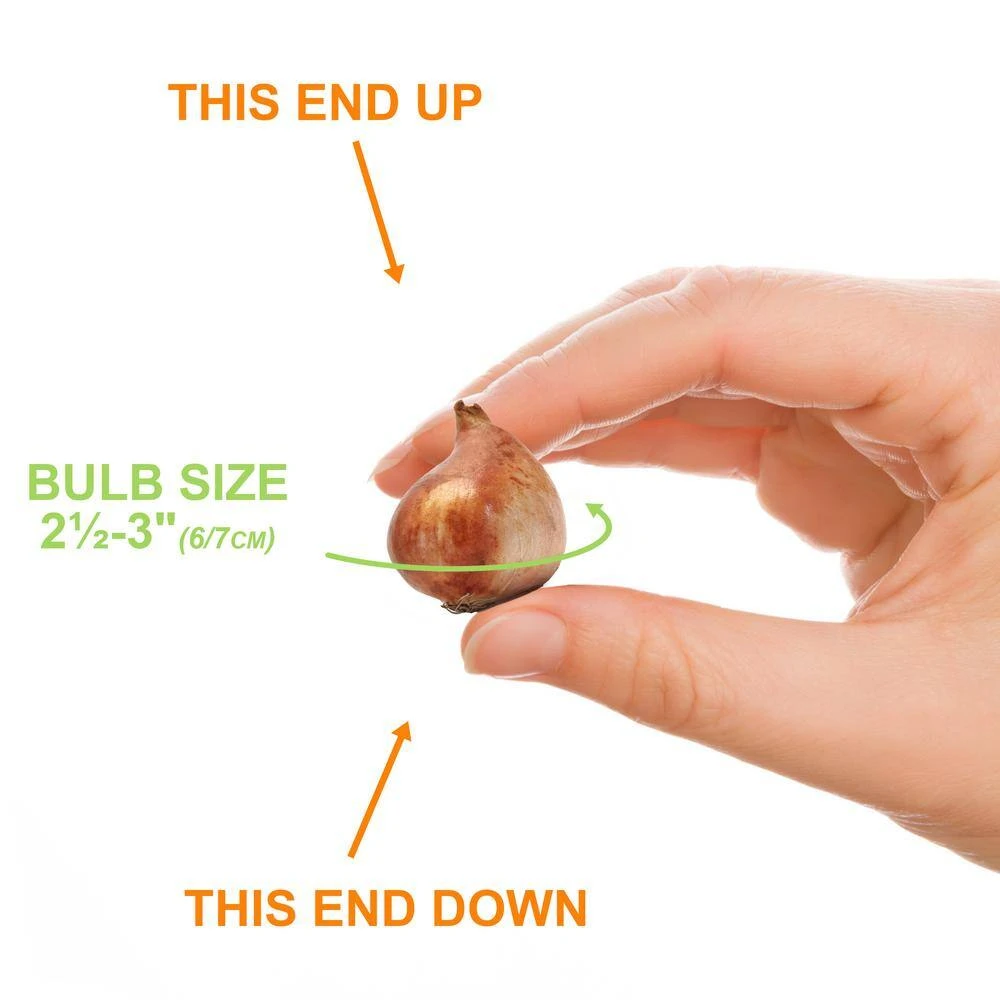 6/7cm, Candy Corn Mix Clusiana Tulip Flower Bulbs (Bag Of 50) 6 6/7cm, Candy Corn Mix Clusiana Tulip Flower Bulbs (Bag Of 50) - Image 4