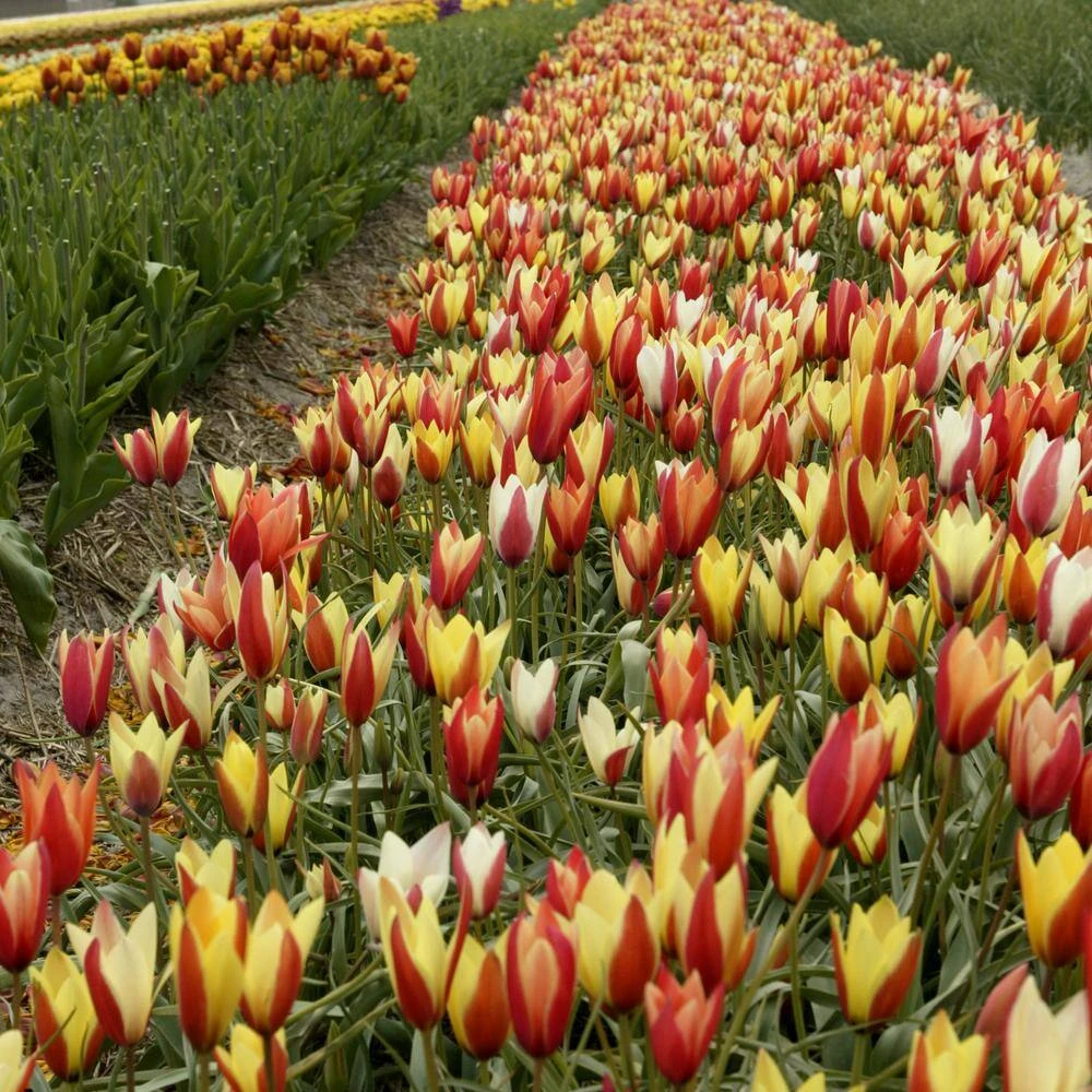 6/7cm, Candy Corn Mix Clusiana Tulip Flower Bulbs (Bag Of 50) 10 6/7cm, Candy Corn Mix Clusiana Tulip Flower Bulbs (Bag Of 50) - Image 8