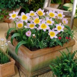 6/Plus Cm, Lilac Wonder Bakeri Tulip Flower Bulbs, Pink (Bag Of 100) -J Parkers Garden Store garden state bulb flower bulbs ecf 84 100 04 31 1000