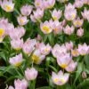6/Plus Cm, Lilac Wonder Bakeri Tulip Flower Bulbs, Pink (Bag Of 100) -J Parkers Garden Store garden state bulb flower bulbs ecf 84 100 04 64 1000