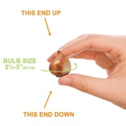 6/+cm, Lilac Wonder Bakeri Tulip Flower Bulbs, Pink (Bag Of 25) -J Parkers Garden Store garden state bulb flower bulbs ecf 84 25 01 1f 1000