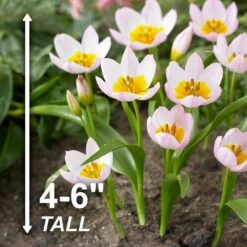 6/+cm, Lilac Wonder Bakeri Tulip Flower Bulbs, Pink (Bag Of 25) -J Parkers Garden Store garden state bulb flower bulbs ecf 84 25 01 4f 1000