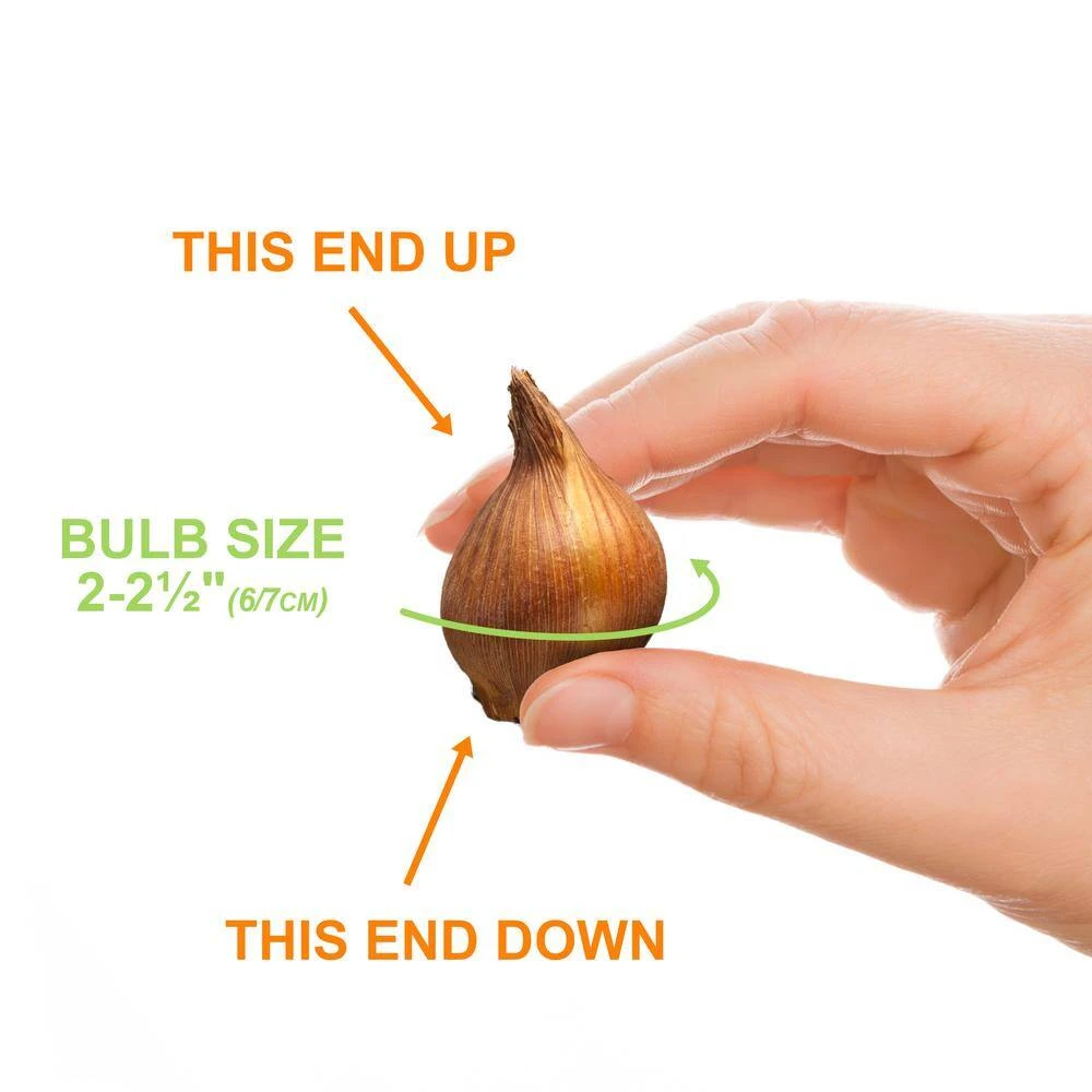 6/Plus Cm, Little Beauty Batalinii Tulip Flower Bulbs (Bag Of 100) 6 6/Plus Cm, Little Beauty Batalinii Tulip Flower Bulbs (Bag Of 100) - Image 4