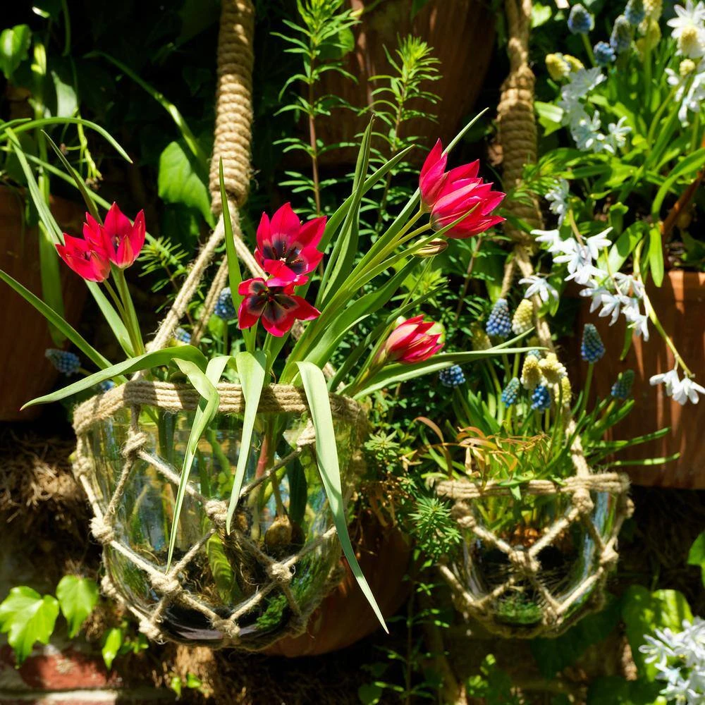 6/Plus Cm, Little Beauty Batalinii Tulip Flower Bulbs (Bag Of 100) 10 6/Plus Cm, Little Beauty Batalinii Tulip Flower Bulbs (Bag Of 100) - Image 8