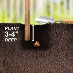 6/Plus Cm, Little Beauty Batalinii Tulip Flower Bulbs (Bag Of 100) 14 6/Plus Cm, Little Beauty Batalinii Tulip Flower Bulbs (Bag Of 100) -J Parkers Garden Store garden state bulb flower bulbs ecf 85 100 04 44 1000