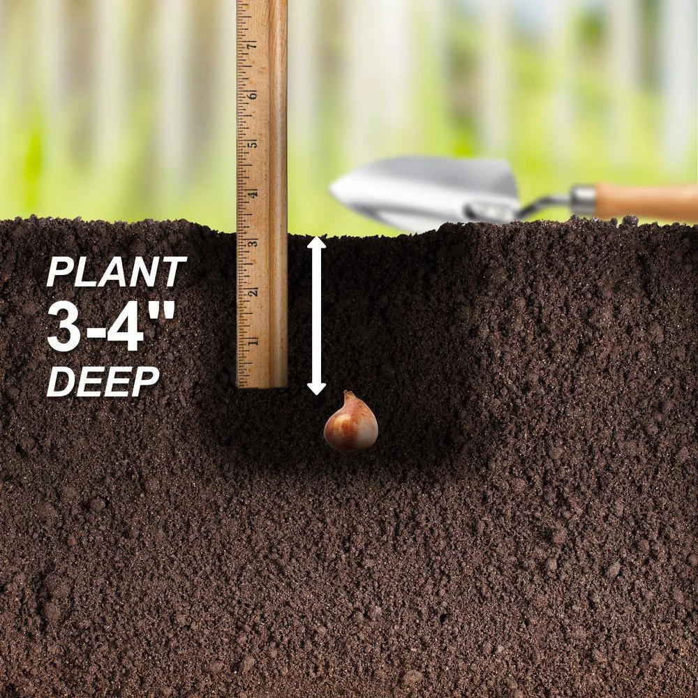 6/Plus Cm, Little Beauty Batalinii Tulip Flower Bulbs (Bag Of 100) 7 6/Plus Cm, Little Beauty Batalinii Tulip Flower Bulbs (Bag Of 100) - Image 5