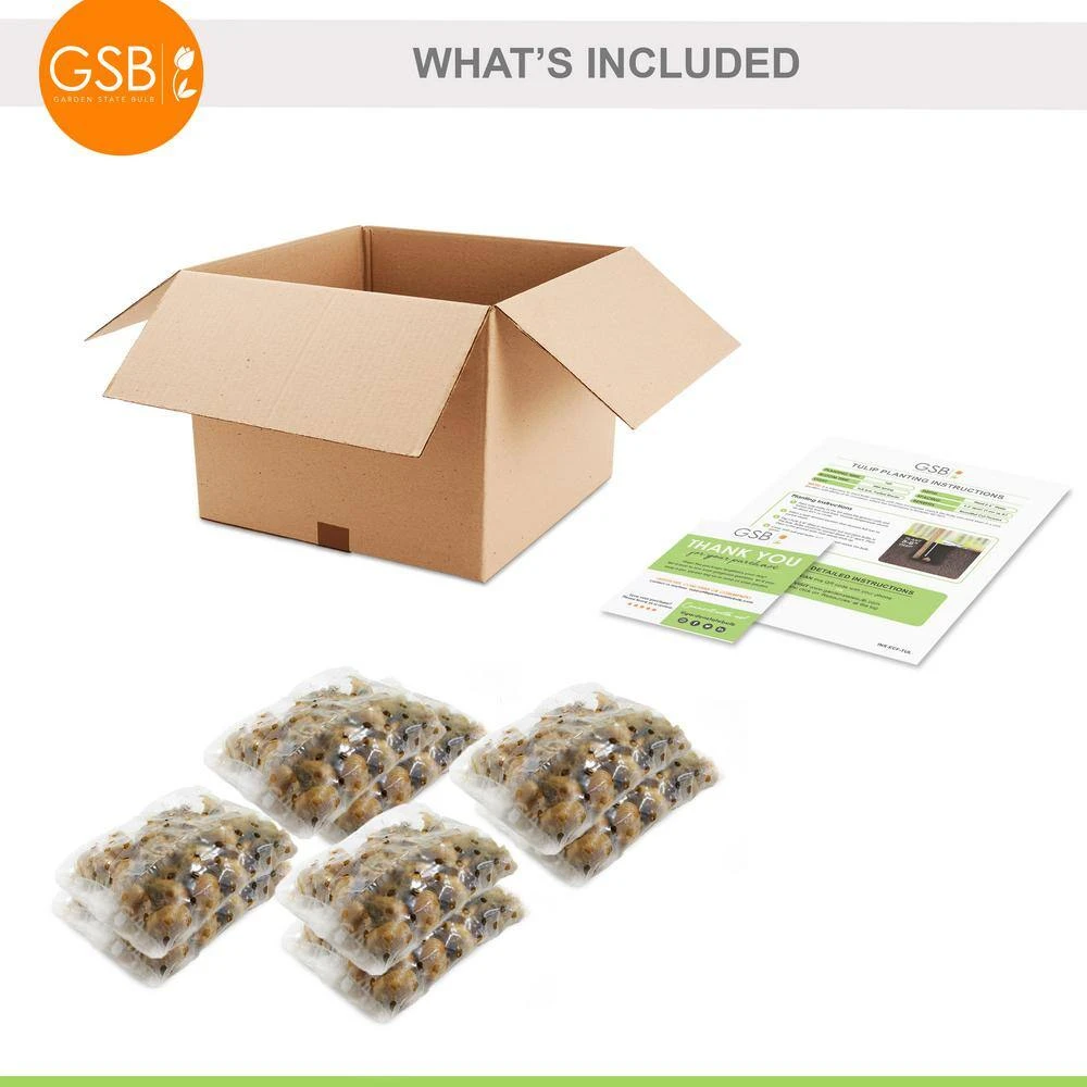 6/Plus Cm, Little Beauty Batalinii Tulip Flower Bulbs (Bag Of 100) 9 6/Plus Cm, Little Beauty Batalinii Tulip Flower Bulbs (Bag Of 100) - Image 7