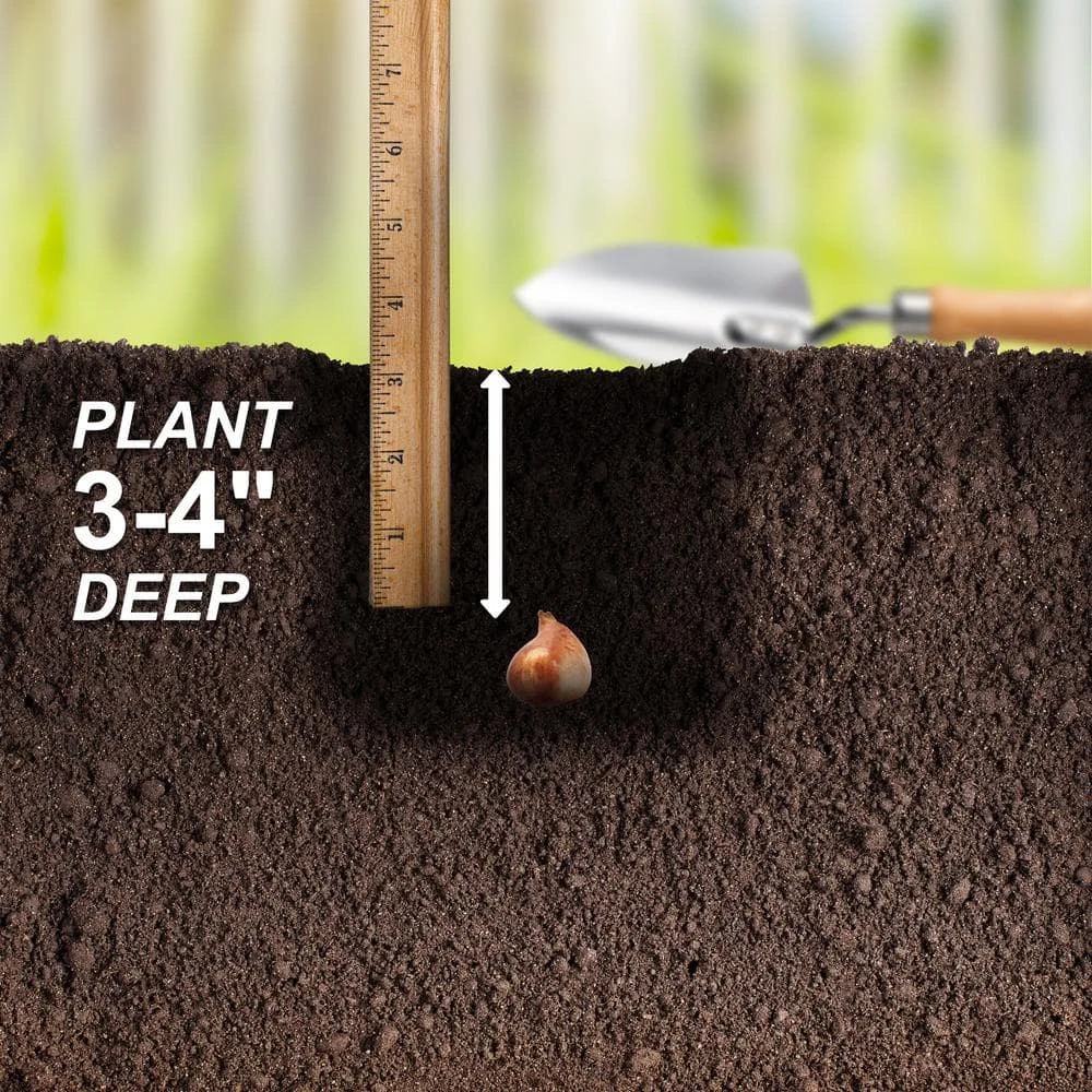 6/ Cm, Little Beauty Batalinii Tulip Flower Bulbs (Bag Of 25) 7 6/ Cm, Little Beauty Batalinii Tulip Flower Bulbs (Bag Of 25) - Image 5