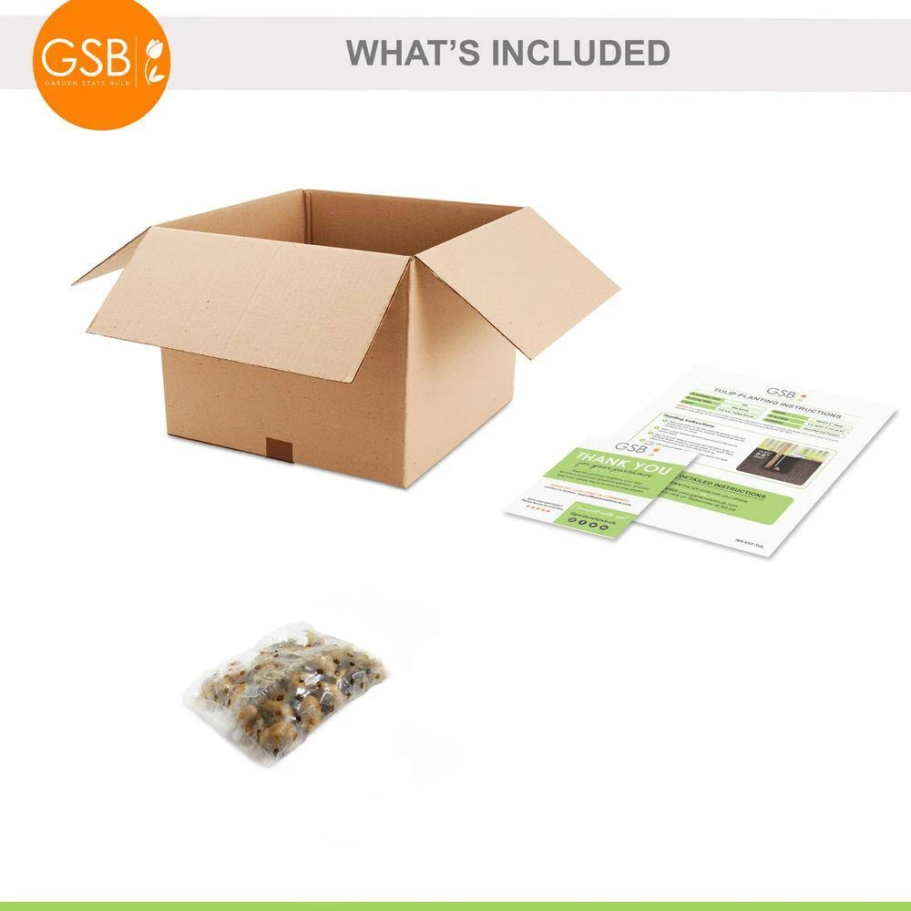 6/ Cm, Little Beauty Batalinii Tulip Flower Bulbs (Bag Of 25) 9 6/ Cm, Little Beauty Batalinii Tulip Flower Bulbs (Bag Of 25) - Image 7