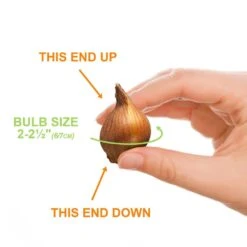 6/Plus Cm, Little Beauty Batalinii Tulip Flower Bulbs (Bag Of 250) -J Parkers Garden Store garden state bulb flower bulbs ecf 85 250 10 1f 1000