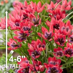 6/Plus Cm, Little Beauty Batalinii Tulip Flower Bulbs (Bag Of 50) -J Parkers Garden Store garden state bulb flower bulbs ecf 85 50 02 4f 1000