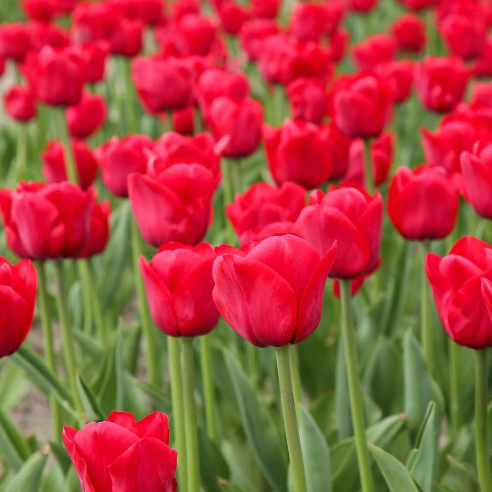 12/Plus Cm, Apeldoorn Darwin Hybrid Tulip Flower Bulbs, Red (Bag Of 100) 10 12/Plus Cm, Apeldoorn Darwin Hybrid Tulip Flower Bulbs, Red (Bag Of 100) - Image 8