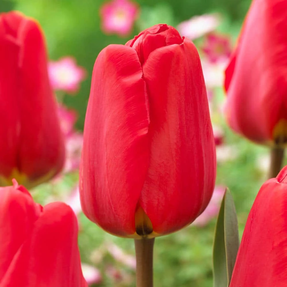 12/Plus Cm, Apeldoorn Darwin Hybrid Tulip Flower Bulbs, Red (Bag Of 100) 3 12/Plus Cm, Apeldoorn Darwin Hybrid Tulip Flower Bulbs, Red (Bag Of 100)