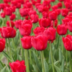 12/Plus Cm, Apeldoorn Darwin Hybrid Tulip Flower Bulbs, Red (Bag Of 250) -J Parkers Garden Store garden state bulb flower bulbs ecf 86 250 10 31 1000