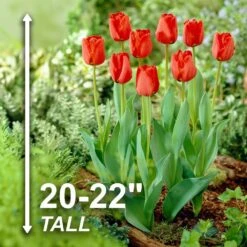 12/Plus Cm, Apeldoorn Darwin Hybrid Tulip Flower Bulbs, Red (Bag Of 250) -J Parkers Garden Store garden state bulb flower bulbs ecf 86 250 10 4f 1000