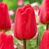 12/Plus Cm, Apeldoorn Darwin Hybrid Tulip Flower Bulbs, Red (Bag Of 250) 1 12/Plus Cm, Apeldoorn Darwin Hybrid Tulip Flower Bulbs, Red (Bag Of 250) -J Parkers Garden Store garden state bulb flower bulbs ecf 86 250 10 64 1000