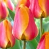 12/+ Cm, Apeldoorn's Elite Darwin Hybrid Tulip Flower Bulbs (Bag Of 100) -J Parkers Garden Store garden state bulb flower bulbs ecf 87 100 04 64 1000