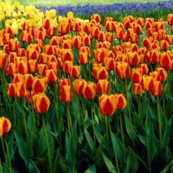 12/+ Cm, Apeldoorn's Elite Darwin Hybrid Tulip Flower Bulbs (Bag Of 50) 17 12/+ Cm, Apeldoorn's Elite Darwin Hybrid Tulip Flower Bulbs (Bag Of 50) -J Parkers Garden Store garden state bulb flower bulbs ecf 87 50 02 31 1000
