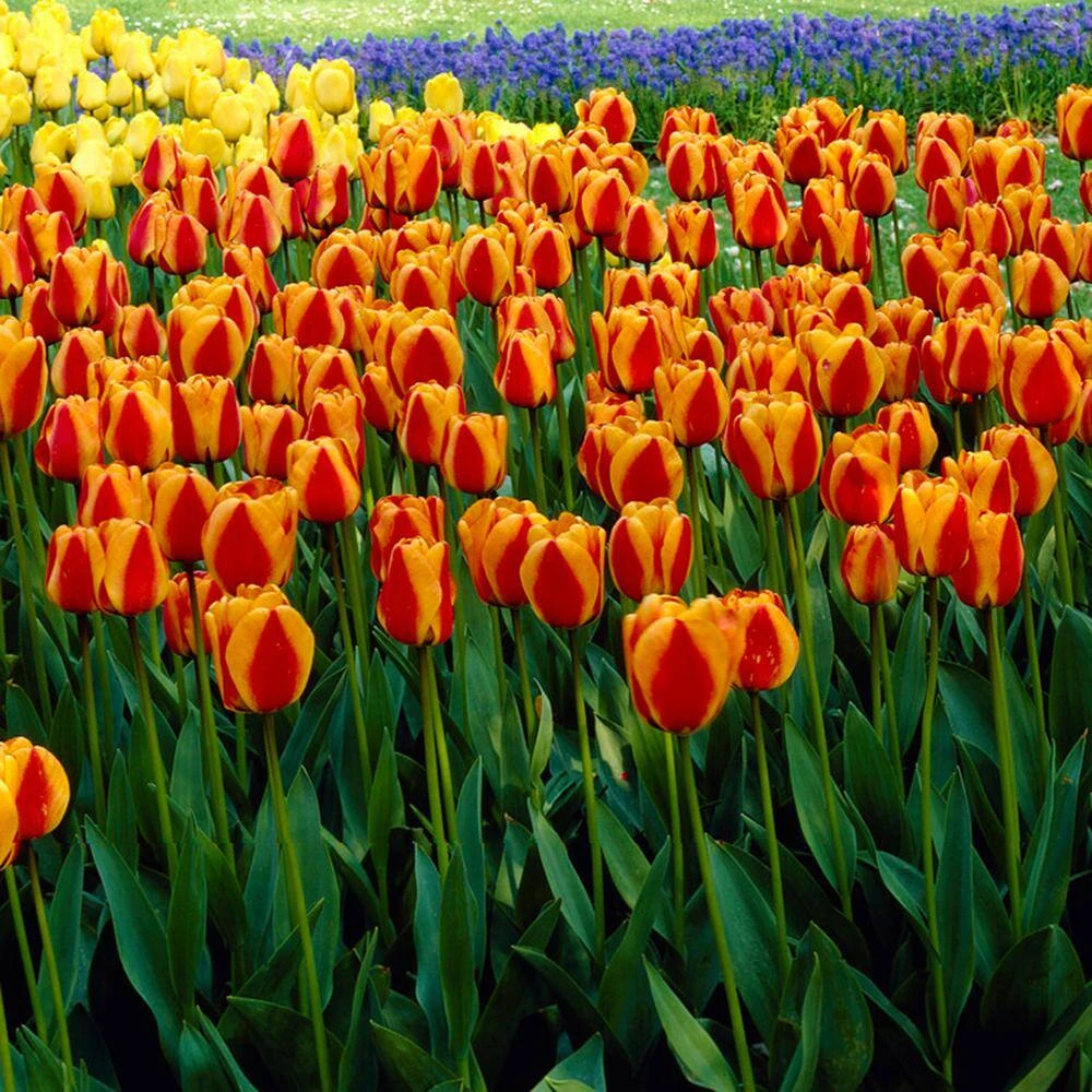 12/+ Cm, Apeldoorn's Elite Darwin Hybrid Tulip Flower Bulbs (Bag Of 50) 10 12/+ Cm, Apeldoorn's Elite Darwin Hybrid Tulip Flower Bulbs (Bag Of 50) - Image 8