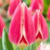 12/Plus Cm, Candy Apple Delight Darwin Hybrid Tulip Flower Bulbs (Bag Of 100) -J Parkers Garden Store garden state bulb flower bulbs ecf 88 100 04 64 1000