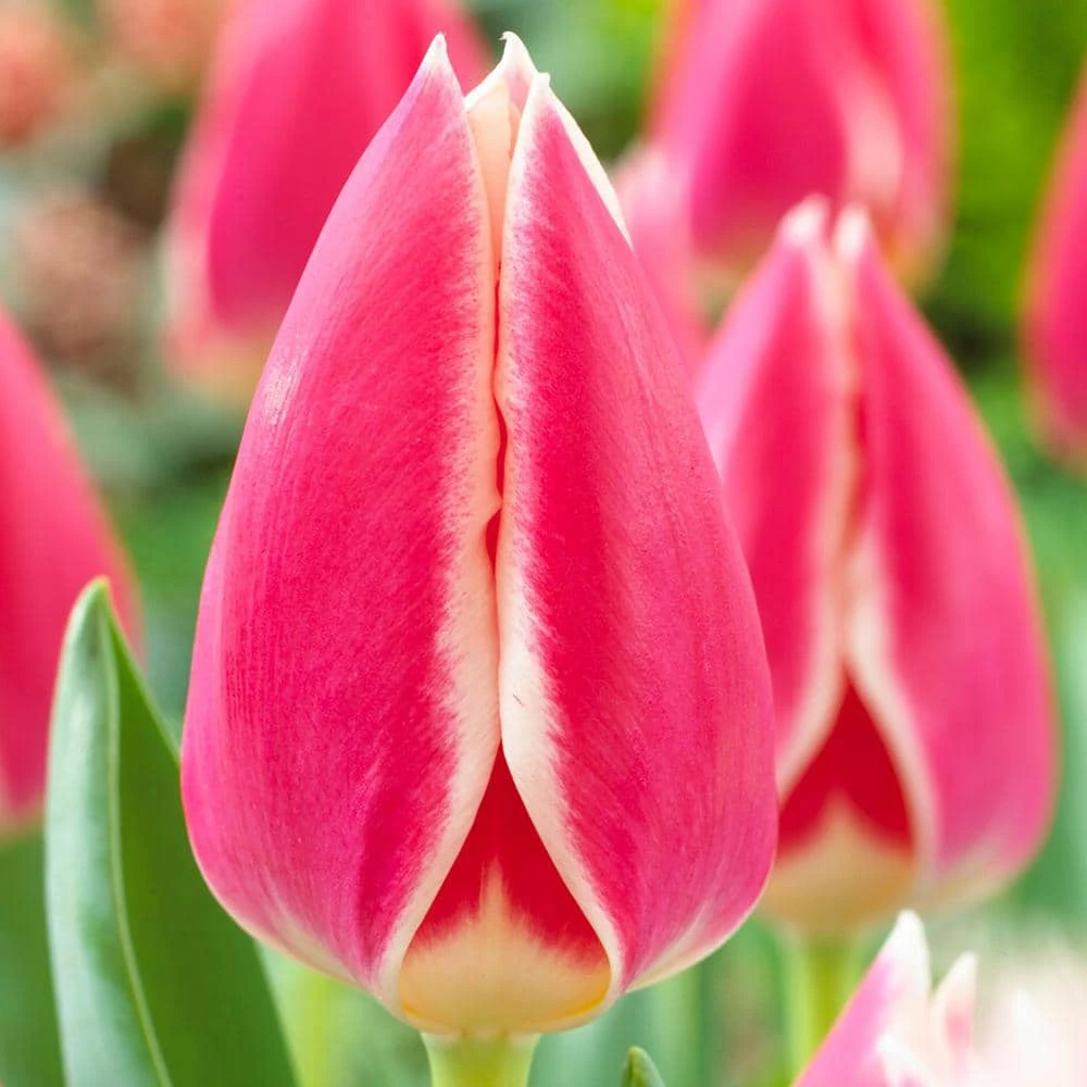 12/ Cm, Candy Apple Delight Darwin Hybrid Tulip Flower Bulbs (Bag Of 25) 3 12/ Cm, Candy Apple Delight Darwin Hybrid Tulip Flower Bulbs (Bag Of 25)