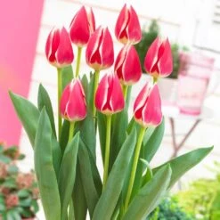 12/Plus Cm, Candy Apple Delight Darwin Hybrid Tulip Flower Bulbs (Bag Of 250) -J Parkers Garden Store garden state bulb flower bulbs ecf 88 250 10 31 1000