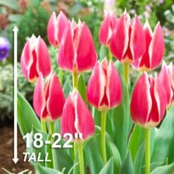 12/Plus Cm, Candy Apple Delight Darwin Hybrid Tulip Flower Bulbs (Bag Of 250) -J Parkers Garden Store garden state bulb flower bulbs ecf 88 250 10 4f 1000