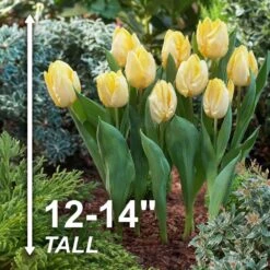 12/+ Cm, Sunny Prince Single Early Tulip Flower Bulbs, Yellow (Bag Of 100) 11 12/+ Cm, Sunny Prince Single Early Tulip Flower Bulbs, Yellow (Bag Of 100) -J Parkers Garden Store garden state bulb flower bulbs ecf 89 100 04 4f 1000
