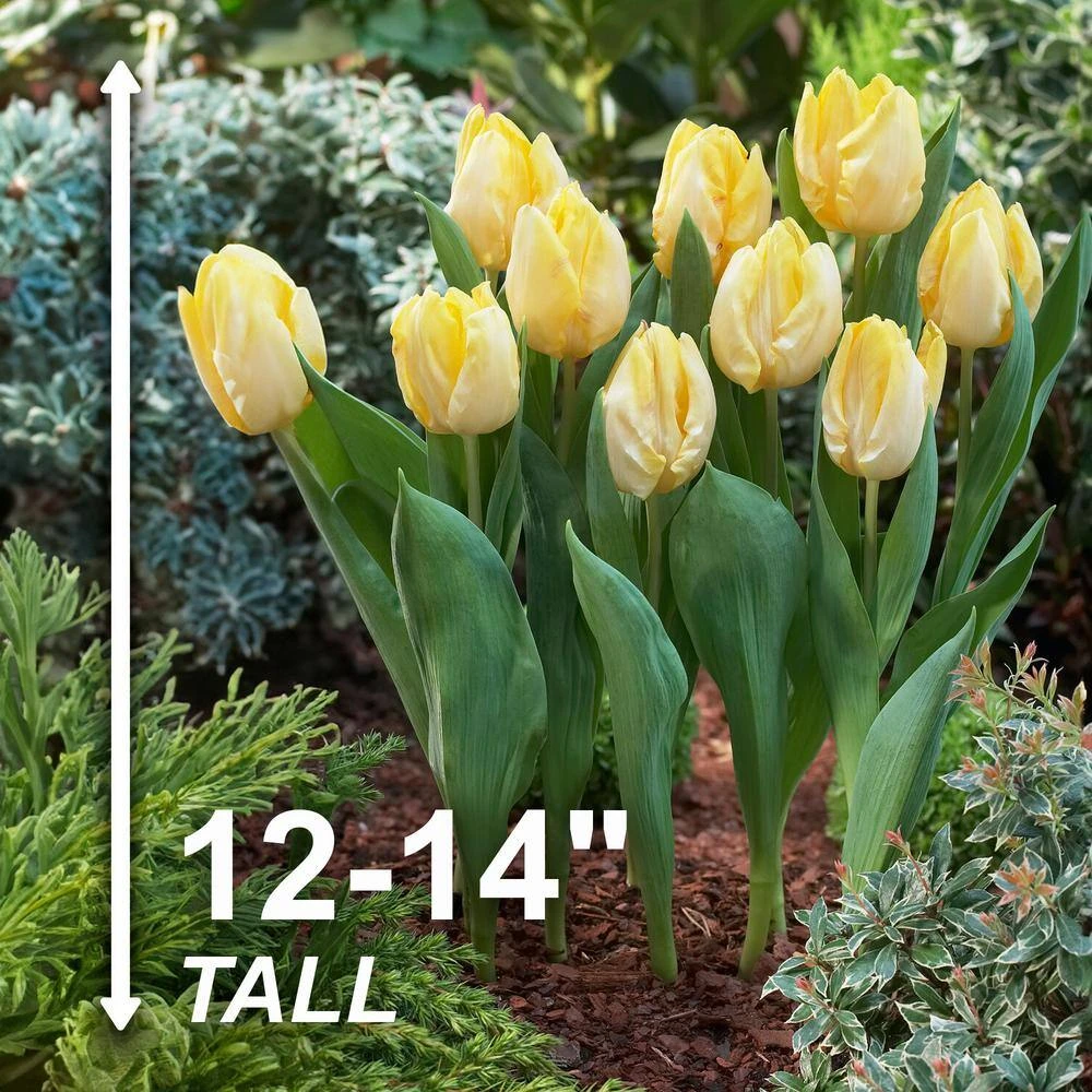 12/+ Cm, Sunny Prince Single Early Tulip Flower Bulbs, Yellow (Bag Of 100) 5 12/+ Cm, Sunny Prince Single Early Tulip Flower Bulbs, Yellow (Bag Of 100) - Image 3