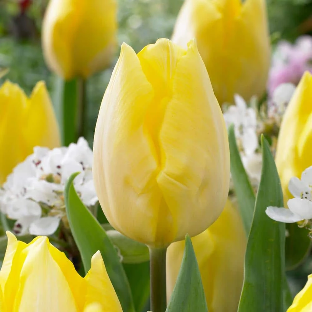 12/+ Cm, Sunny Prince Single Early Tulip Flower Bulbs, Yellow (Bag Of 100) 3 12/+ Cm, Sunny Prince Single Early Tulip Flower Bulbs, Yellow (Bag Of 100)
