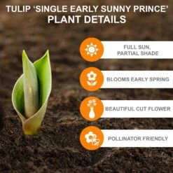 12/+ Cm, Sunny Prince Single Early Tulip Flower Bulbs, Yellow (Bag Of 250) -J Parkers Garden Store garden state bulb flower bulbs ecf 89 250 10 c3 1000