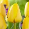12/ Cm, Golden Apeldoorn Darwin Hybrid Tulip Flower Bulbs (Bag Of 25) -J Parkers Garden Store garden state bulb flower bulbs ecf 90 25 01 64 1000