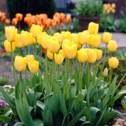 12/+ Cm, Golden Apeldoorn Darwin Hybrid Tulip Flower Bulbs (Bag Of 250) -J Parkers Garden Store garden state bulb flower bulbs ecf 90 250 10 31 1000