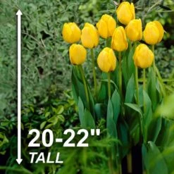 12/+ Cm, Golden Apeldoorn Darwin Hybrid Tulip Flower Bulbs (Bag Of 250) -J Parkers Garden Store garden state bulb flower bulbs ecf 90 250 10 4f 1000