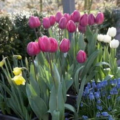 12/ Cm, Lavender Alibi Triumph Tulip Flower Bulbs (Bag Of 25) 17 12/ Cm, Lavender Alibi Triumph Tulip Flower Bulbs (Bag Of 25) -J Parkers Garden Store garden state bulb flower bulbs ecf 91 25 01 31 1000